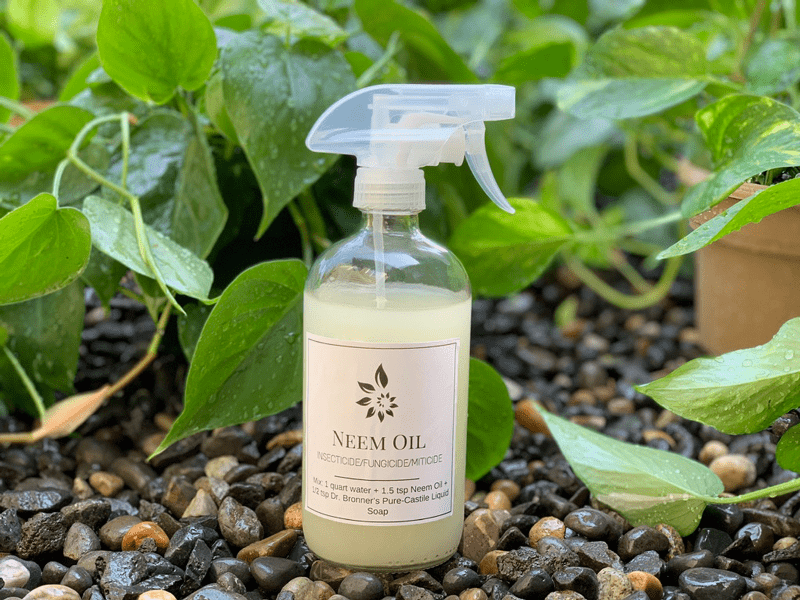 Castile Soap