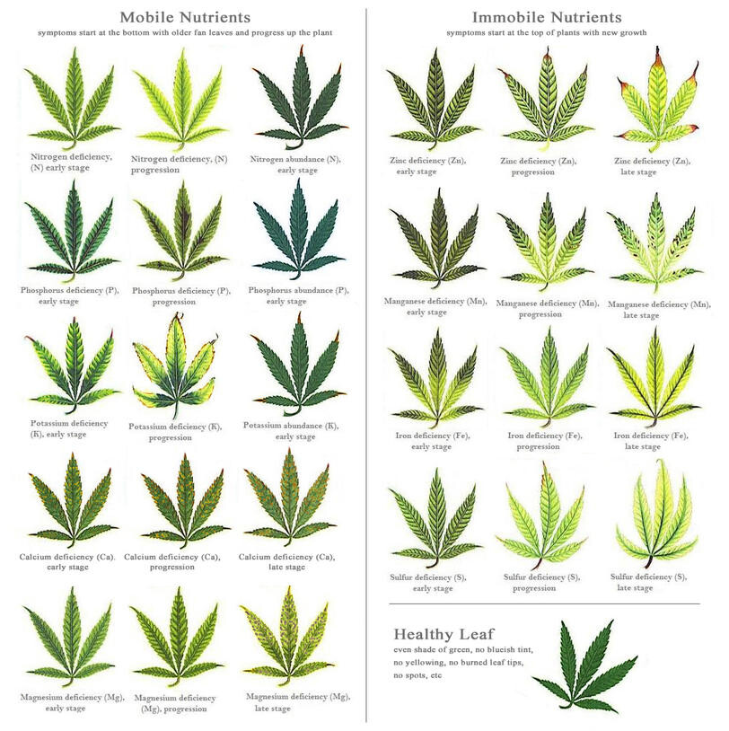 Invasive Plants in Garden